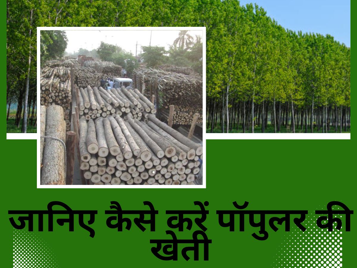 Poplar Tree Farming start Investment Cottonwood Plant agriculture