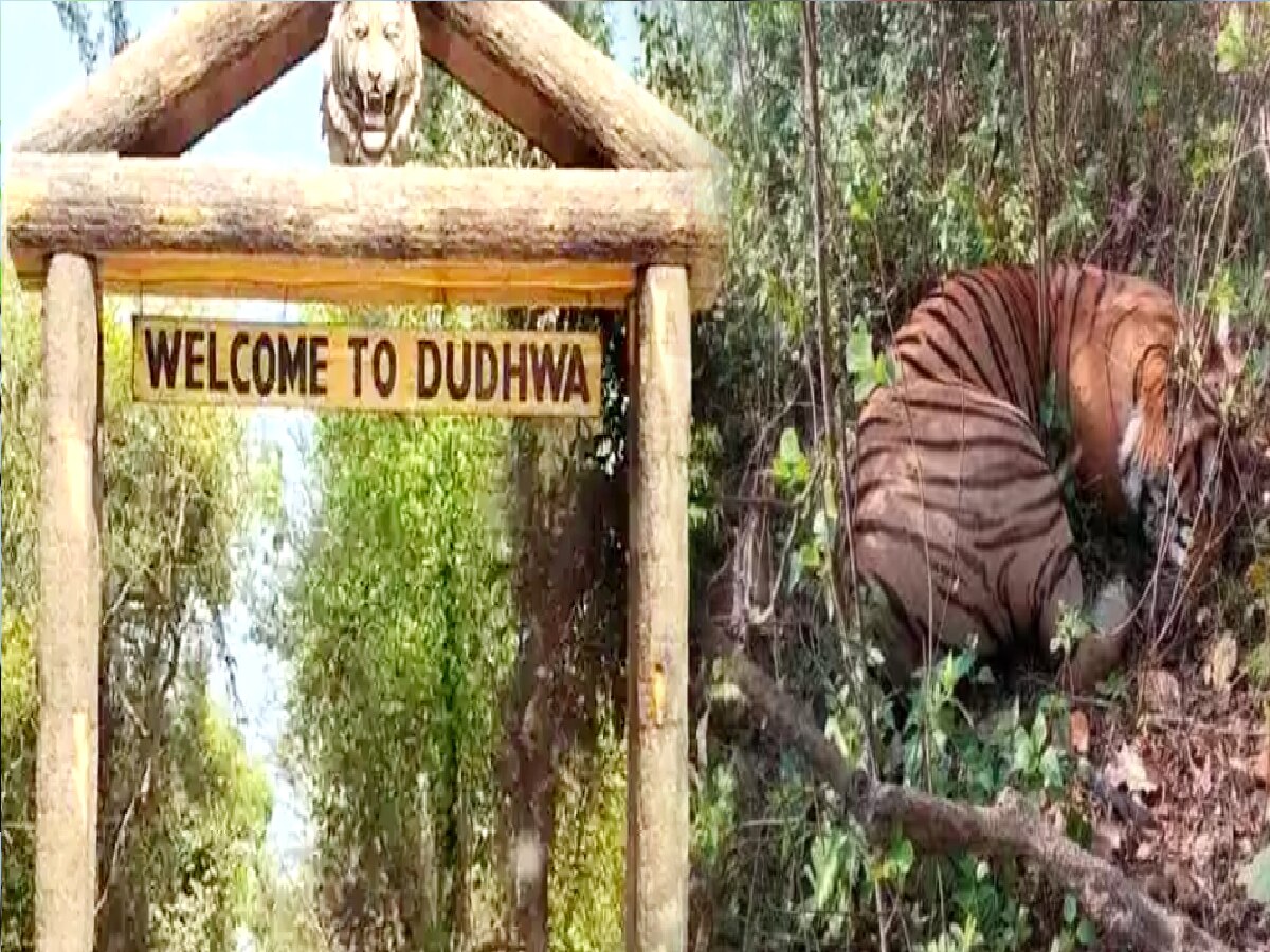 Dudhwa National Park (फाइल फोटो)