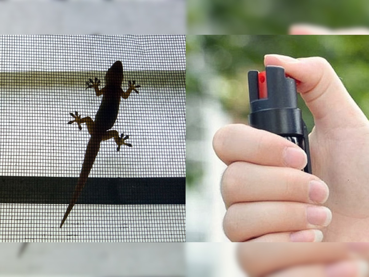 How to Keep Lizards Out of Home Premises Gesko chipkali Bhagane ke Upay