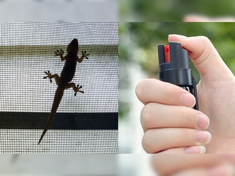 How to Keep Lizards Out of Home Premises Gesko chipkali Bhagane ke Upay ...