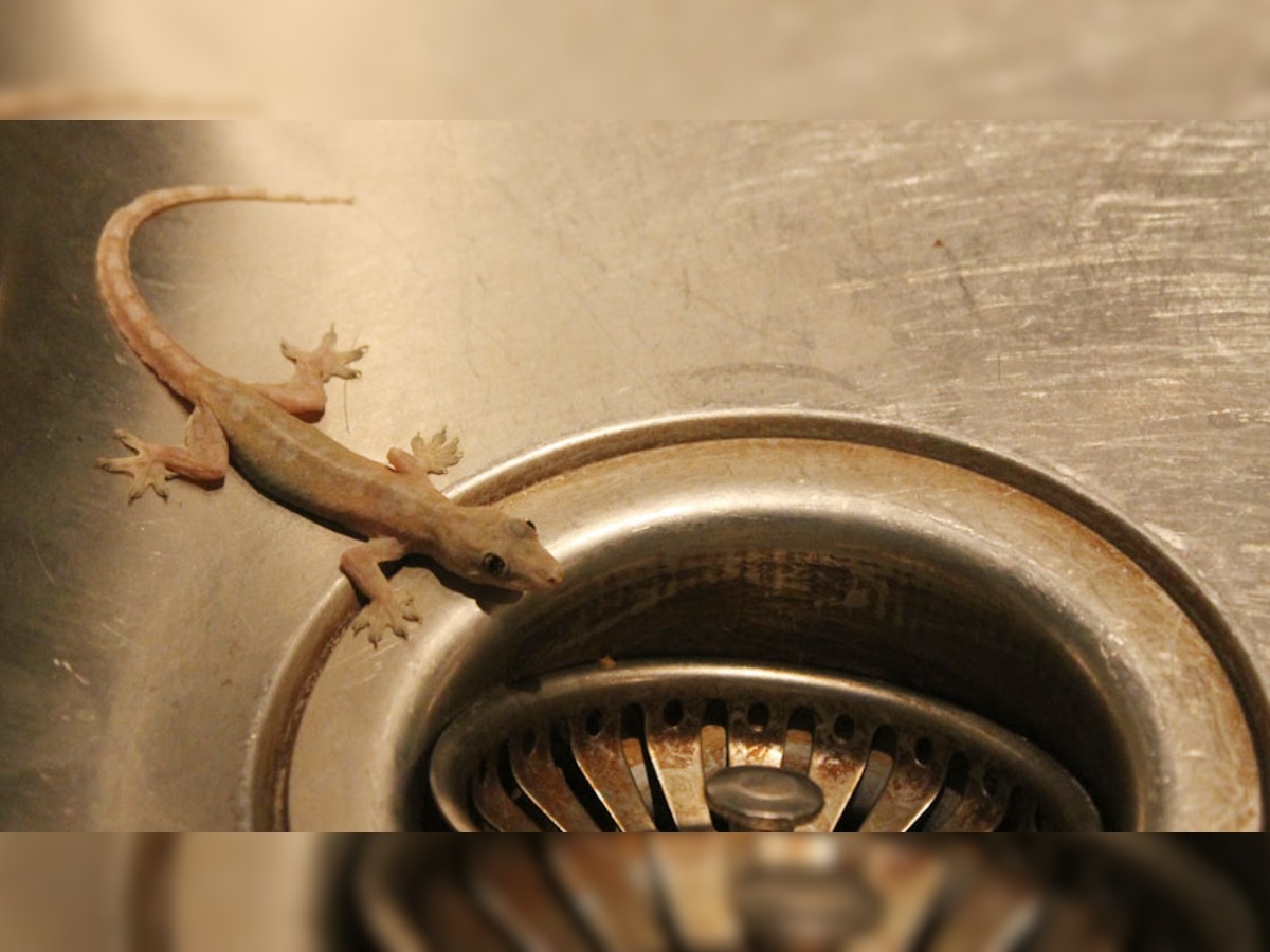 How to Keep Lizards Out of Home Premises Gesko chipkali Bhagane ke Upay