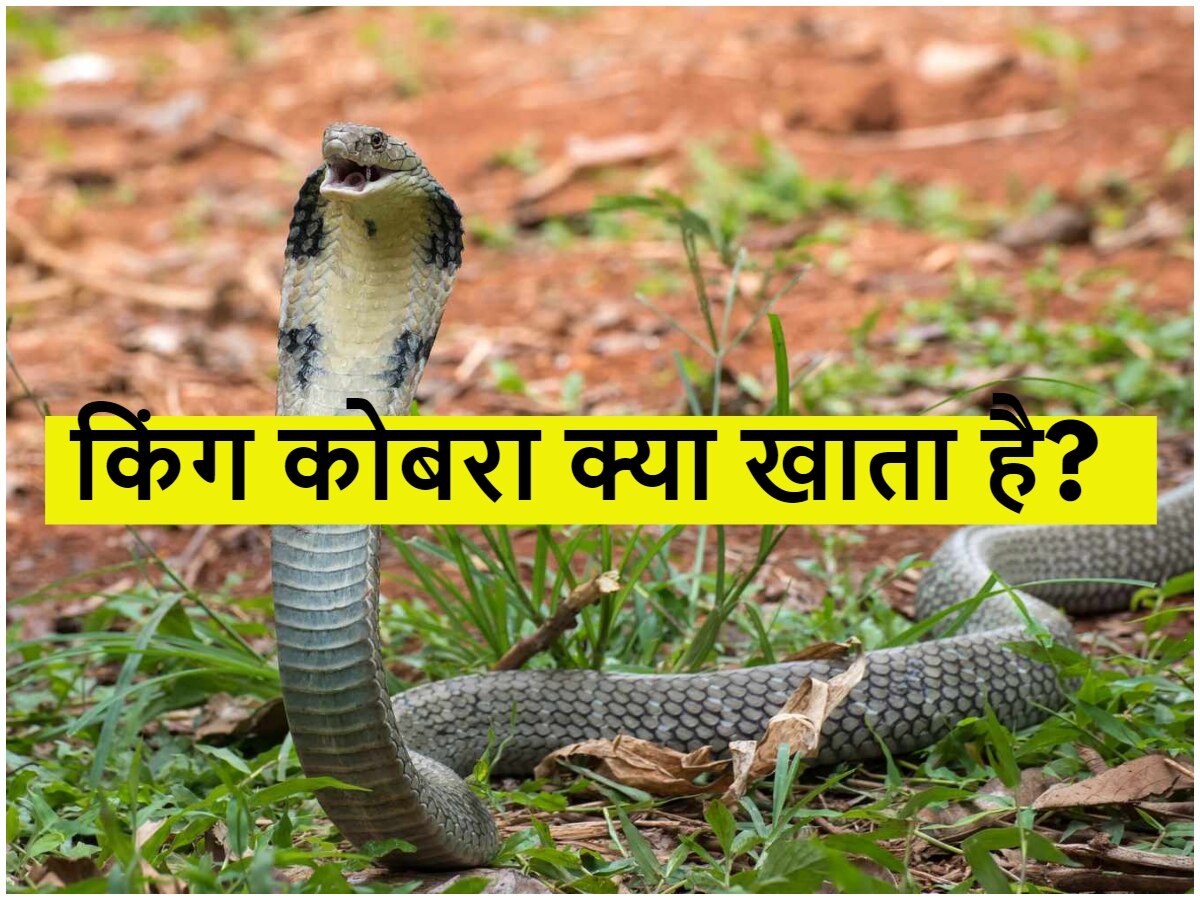 King Cobra: किंग कोबरा क्या खाता है? 99.99% लोगों को नहीं पता होगा इसका जवाब!