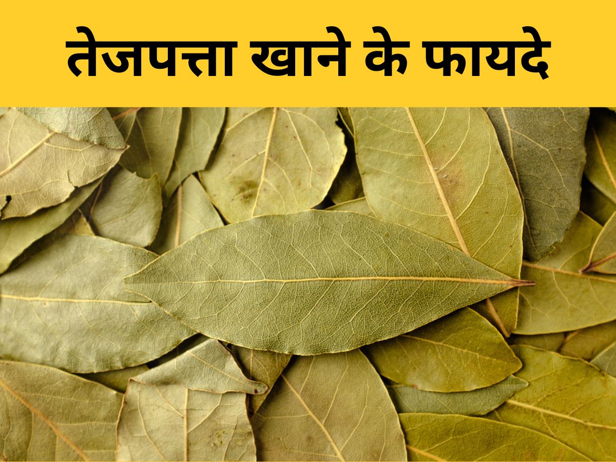 What Are the 5 Major Benefits of Bay Leaf You should know Tez patte ke