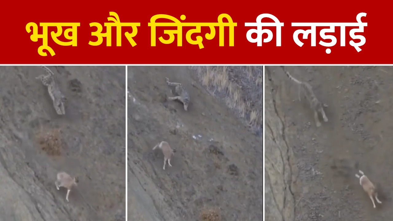 Running snow leopard attacks deer very cleverly video going viral on ...