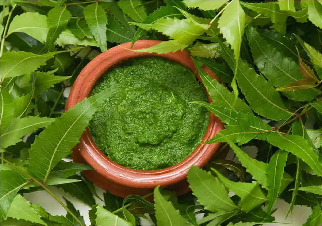 Beauty Benefits Of Neem Leaf Powder Neem Leaf Powder Benefits for skin