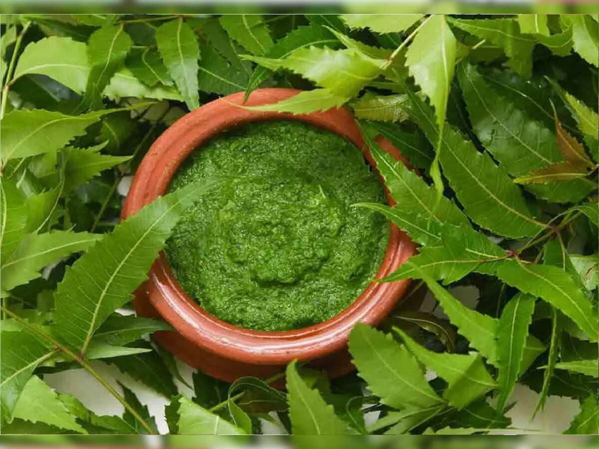 Neem Leaf Powder (फाइल फोटो)