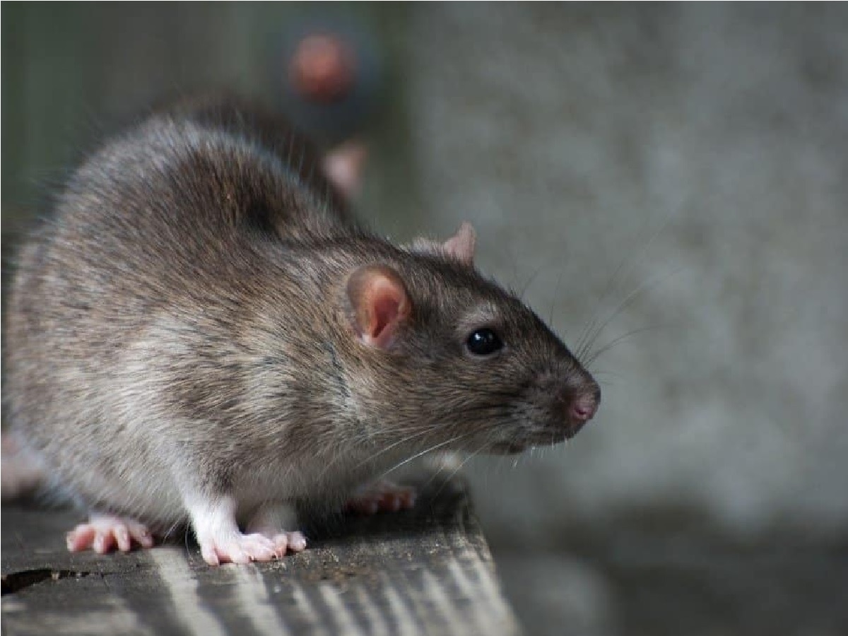Rat stopped the bihar sampark kranti express in bihar you will also be ...