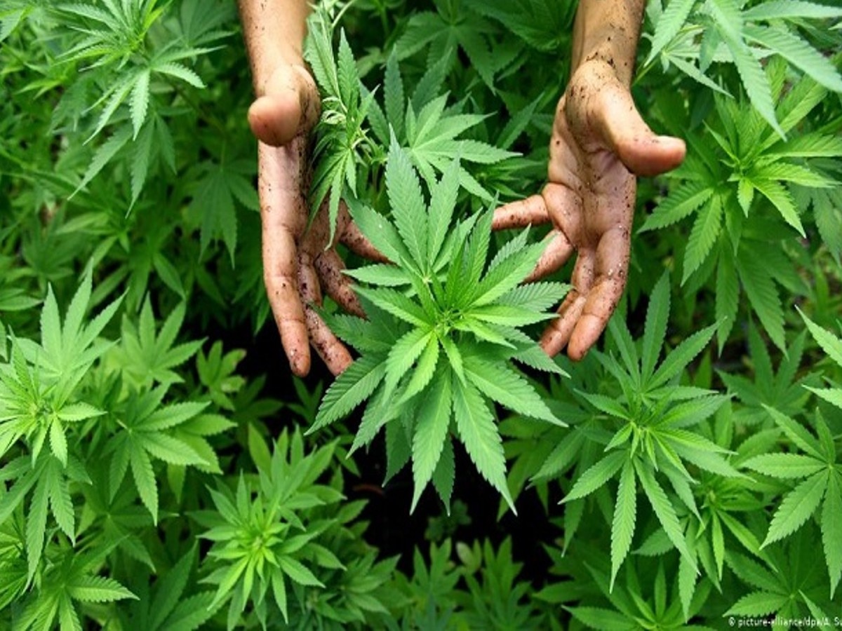 Cannabis Tree: भांग के पौधे में नशे के अलावा भी मौजूद हैं बहुत से गुण