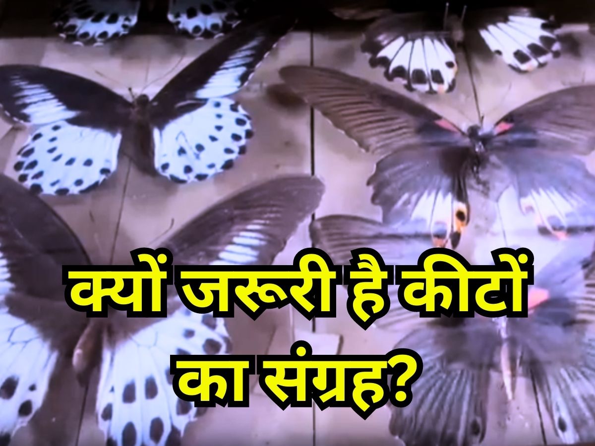 collection of wild insects is done know why and how the collectioan of