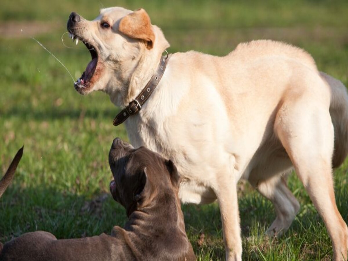 Delhi Dog Attack: पड़ोसी के Labrador ने घर में घुसकर 5 साल के बच्चे का चबा डाला हाथ