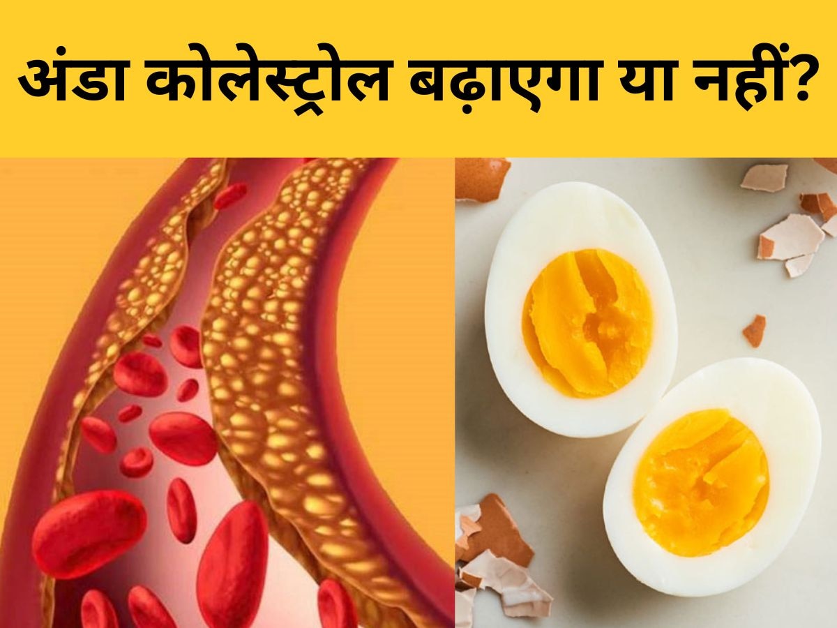 Cholesterol: अंडे खाने से कोलेस्ट्रॉल बढ़ता है या नहीं? जानिए Egg से सेहत पर कैसा होगा असर