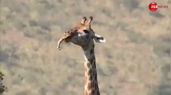 Giraffe Video: हिरण के बाद अब जिराफ बना मांसाहारी, घास-फूस छोड़कर खाने लगा हड्डी, मजे लेते हुए ऐसे चबाई जैसे कोई च्विंगम!