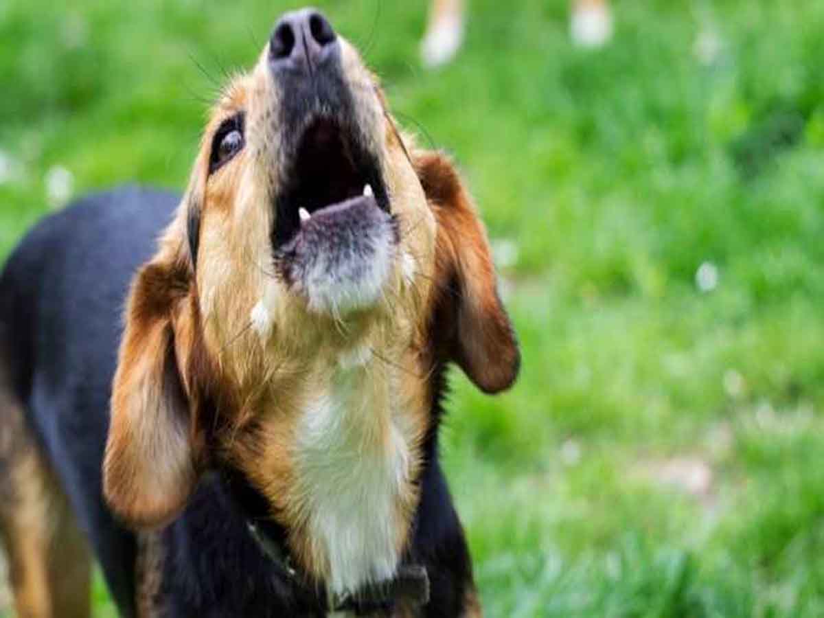 rewa-news-man-kills-pet-dog-for-barking-daily-know