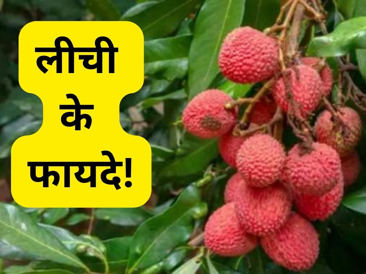 Lychee Benifits: इम्यूनिटी से लेकर स्किन तक, गर्मियों में लीची का सेवन करने से मिलते हैं ये गजब के फायदे!