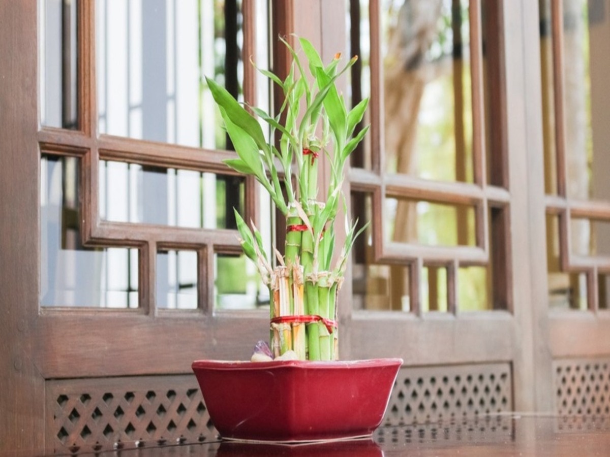 bamboo plant tips