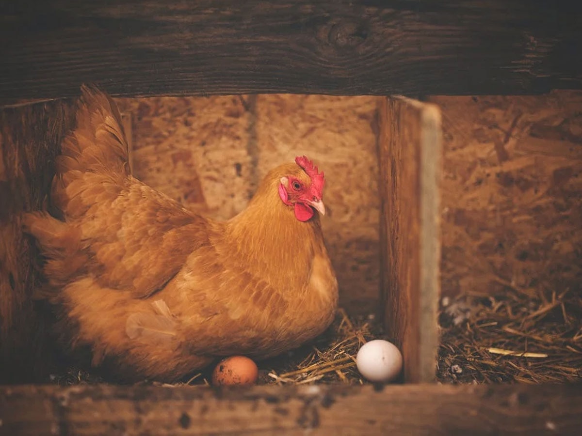 Science Facts: पहले अंडा आया या मुर्गी? मिल गया इस सवाल का जवाब, रिसर्च में किया गया ये दावा