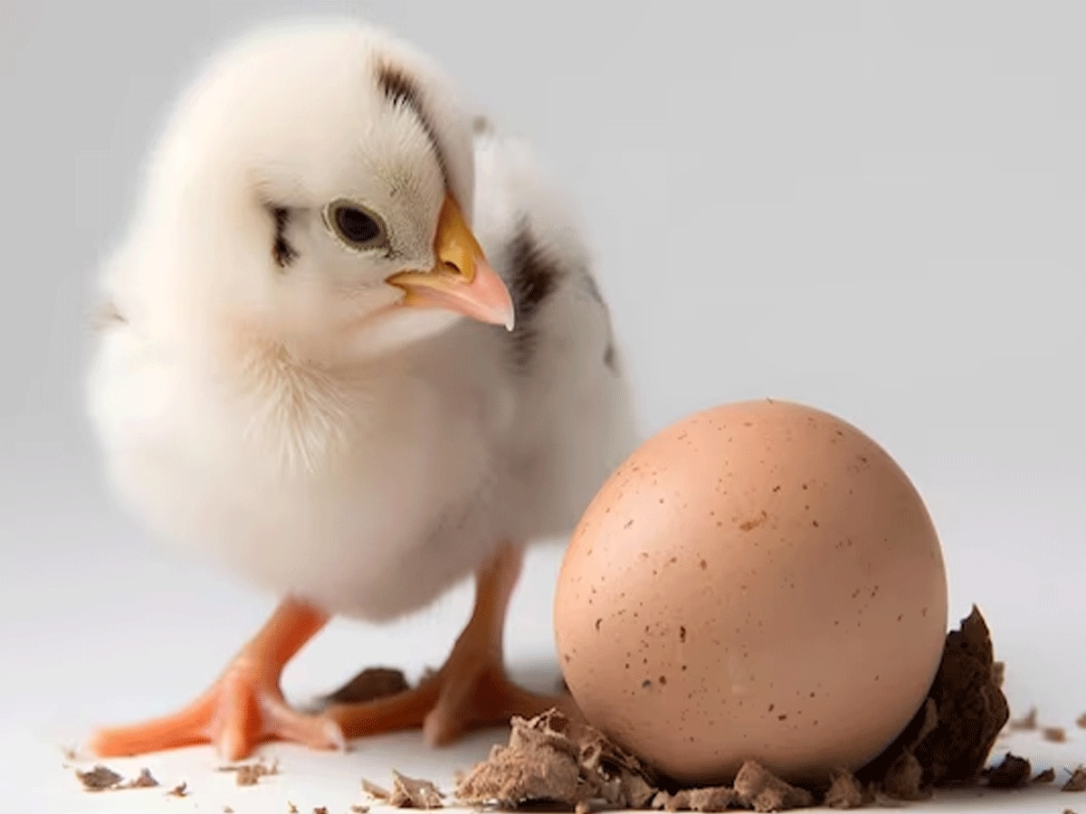 तो समझ आ गया अंडे का फंडा, पहले मुर्गी आई या अंडा , वैज्ञानिकों ने पता लगा लिया