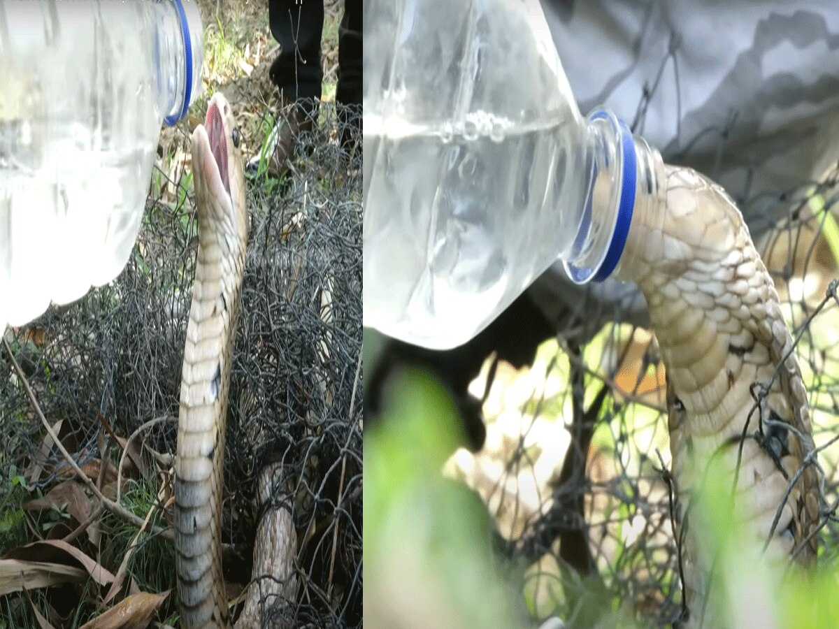 King Cobra : प्यासा था किंग कोबरा, बोतल से पानी पीकर यूं बोला थैक्यू Live Video  