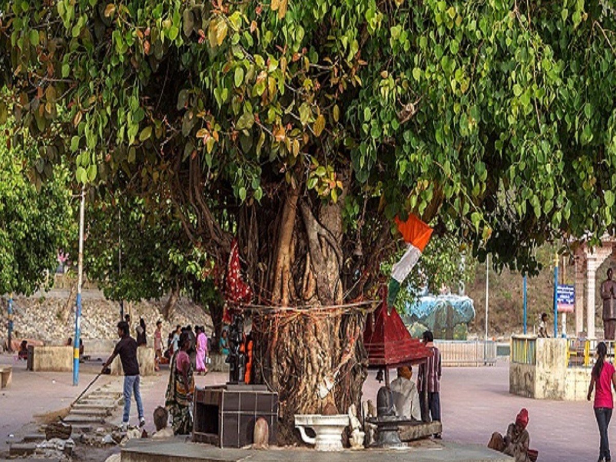 Peepal Tree Rishikesh Peepal tree for dhan prapti know about peepal tree worship benefits in ...