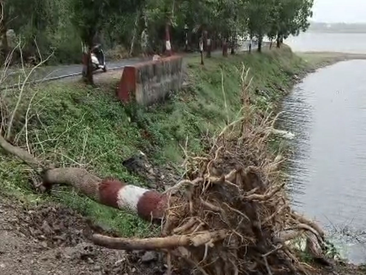 Dungarpur में Cyclone Biparjoy का कहर, कहीं उखड़े पेड़, कहीं टूटे बिजली के तार
