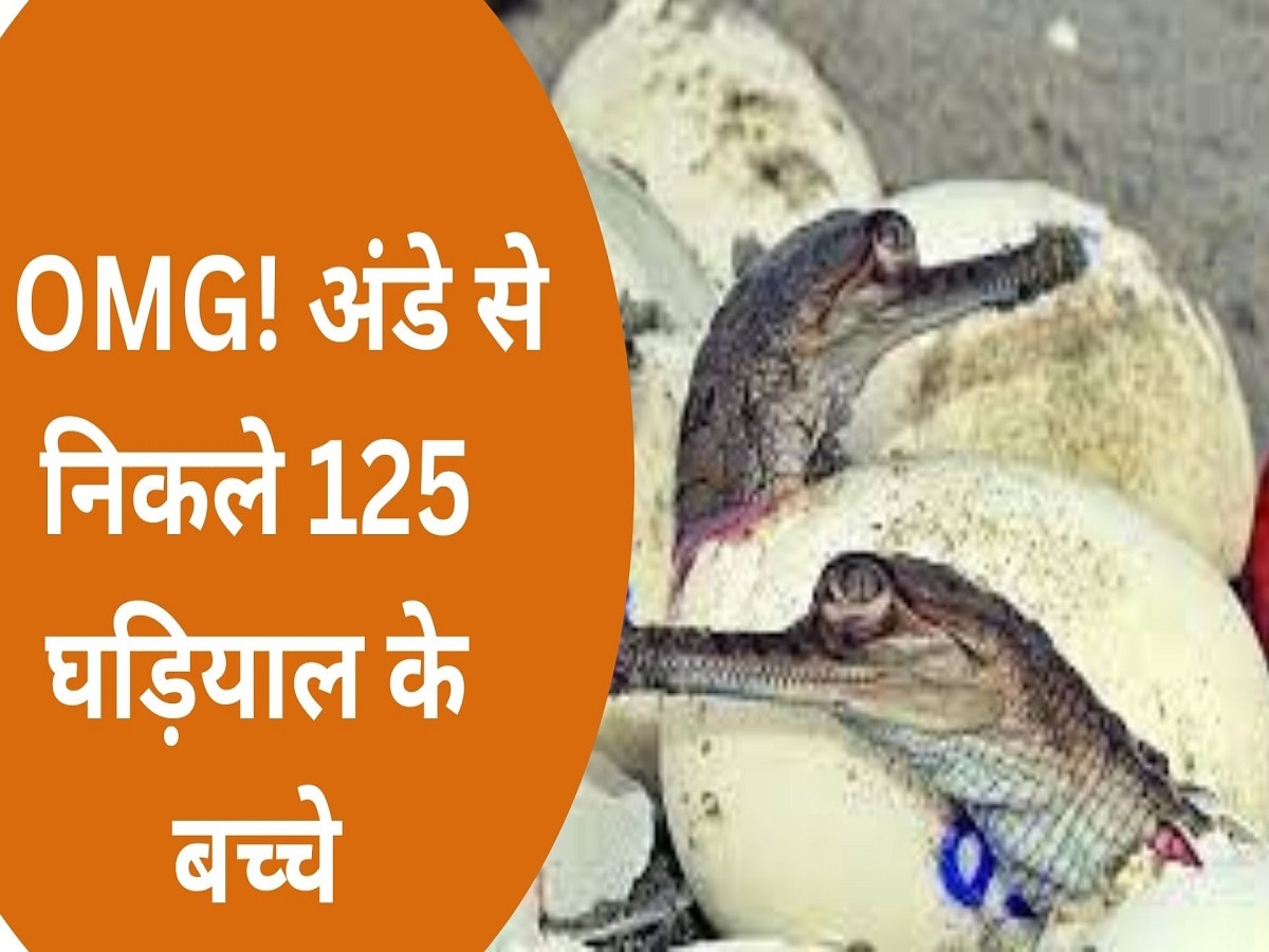 OMG! अंडे से निकले 125 घड़ियाल के बच्चे