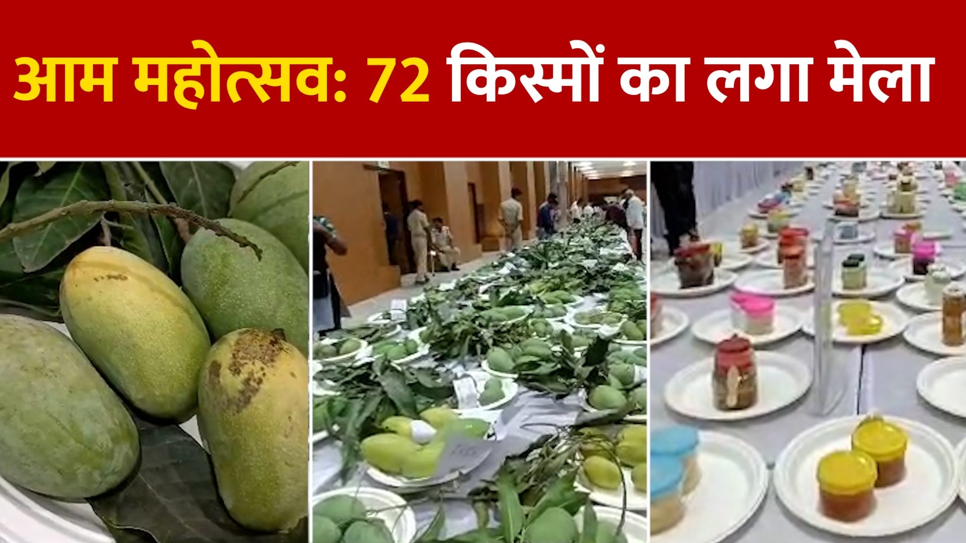 Aam Mahotsav 2023 72 varieties of mangoes at the Mango Festival at