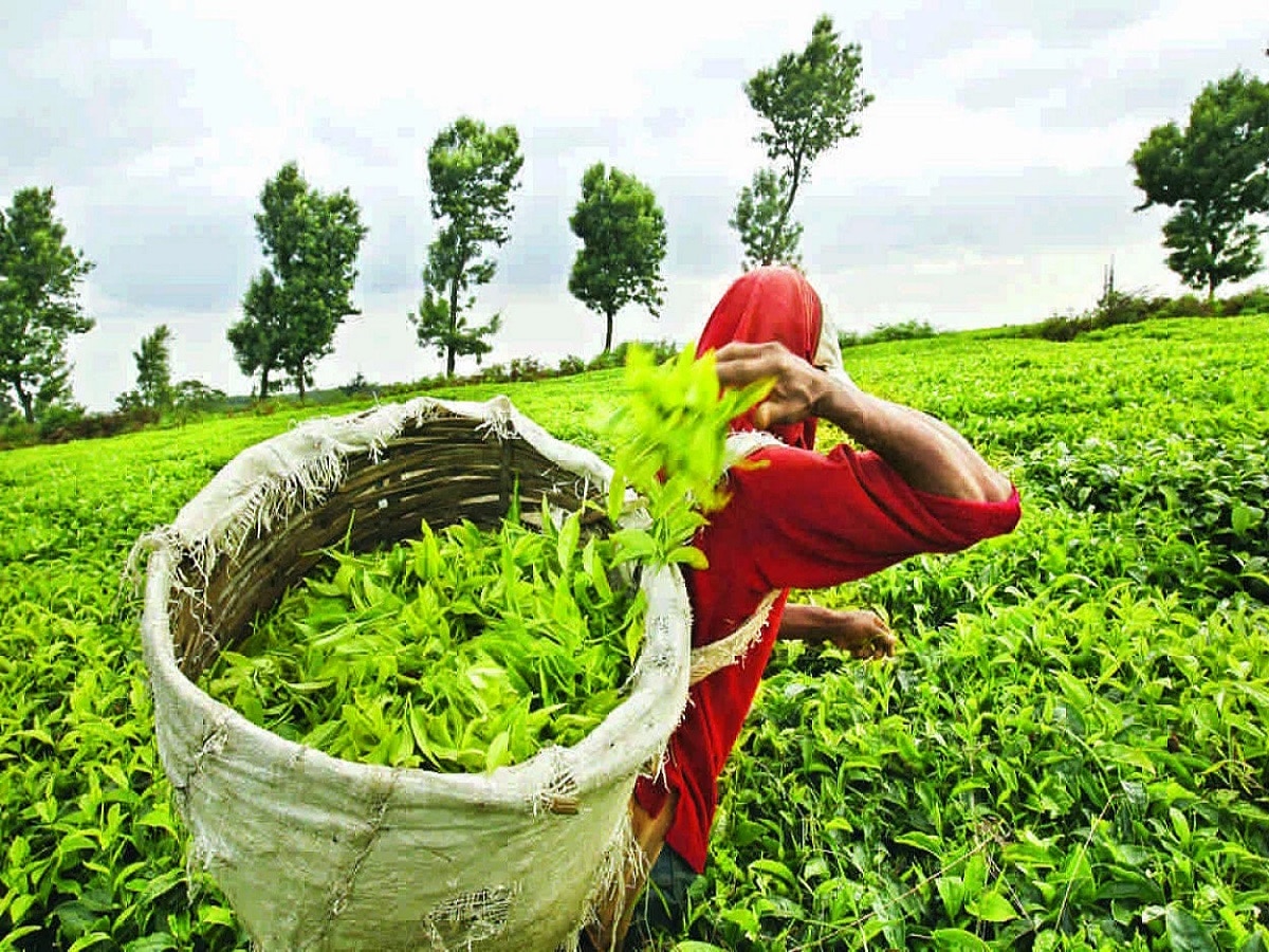 बिहार के किशनगंज में बढ़ रहा चाय उत्पादन, 'टी सिटी' बनने का सपना होगा साकार