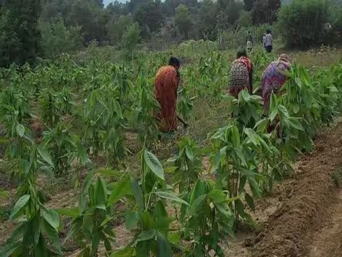 झारखंड में लाह की खेती से चमक रही किसानों की जिंदगी