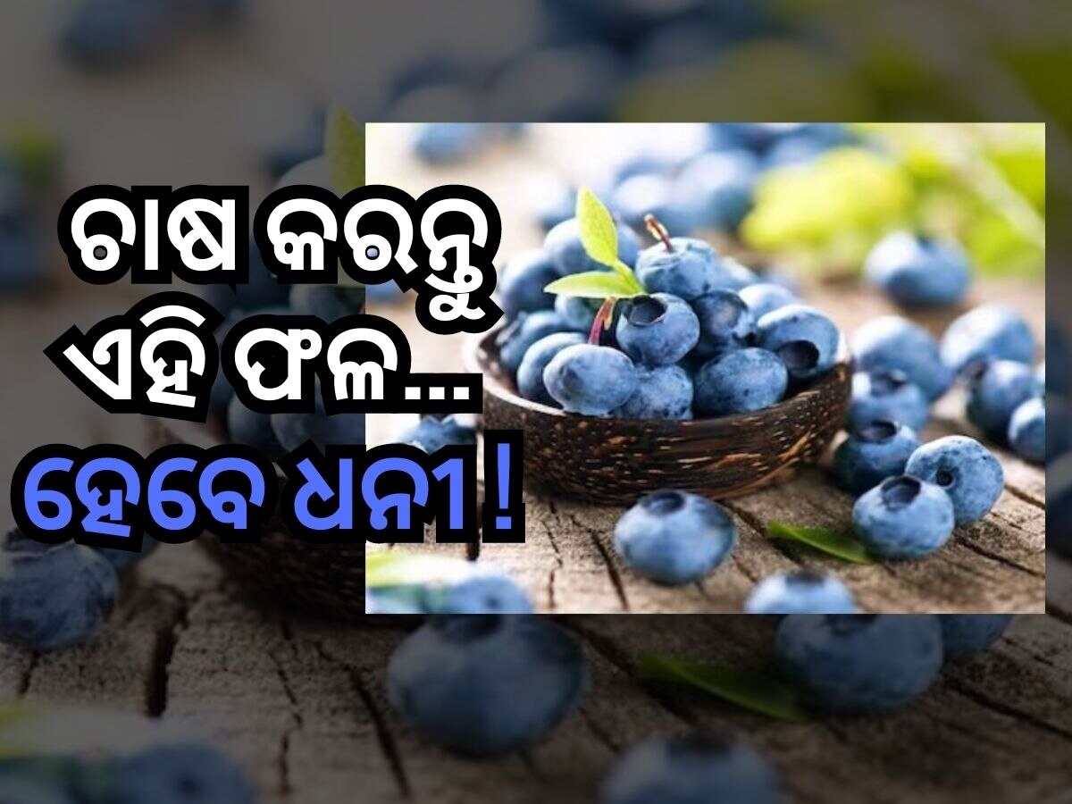 Business Tips: କିଲୋ ପ୍ରତି ଦର ୧ହଜାର, ହୋଇଯିବେ ଧନୀ