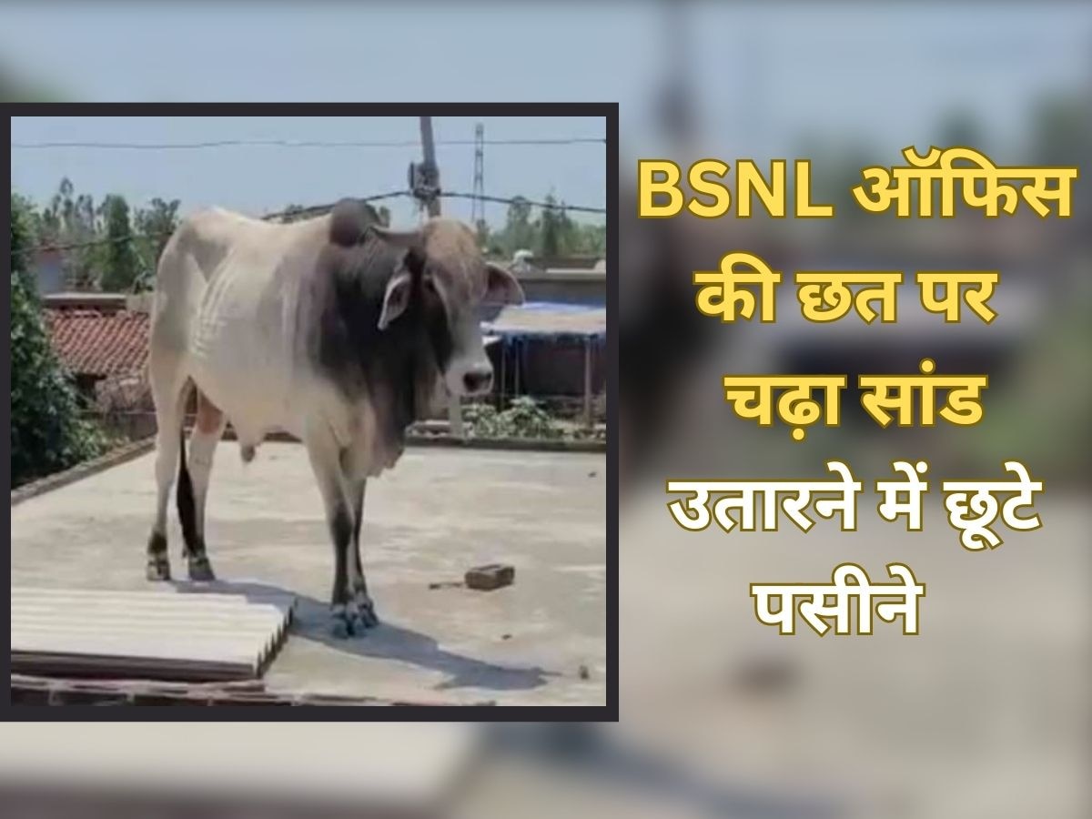 Trending Video: BSNL ऑफिस की छत पर चढ़ा सांड, 2 घंटे तक उछल-कूद मचाया कोहराम