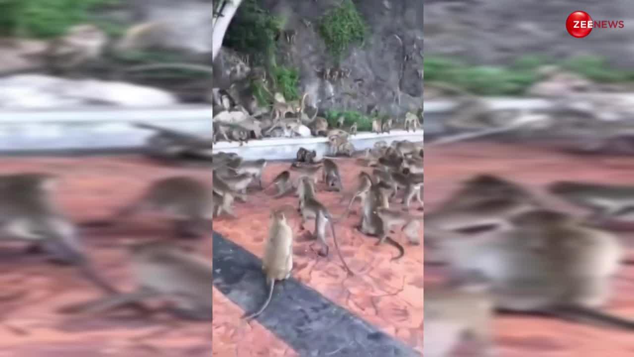 python catches monkey to eat whole monkey army came for saving him ...