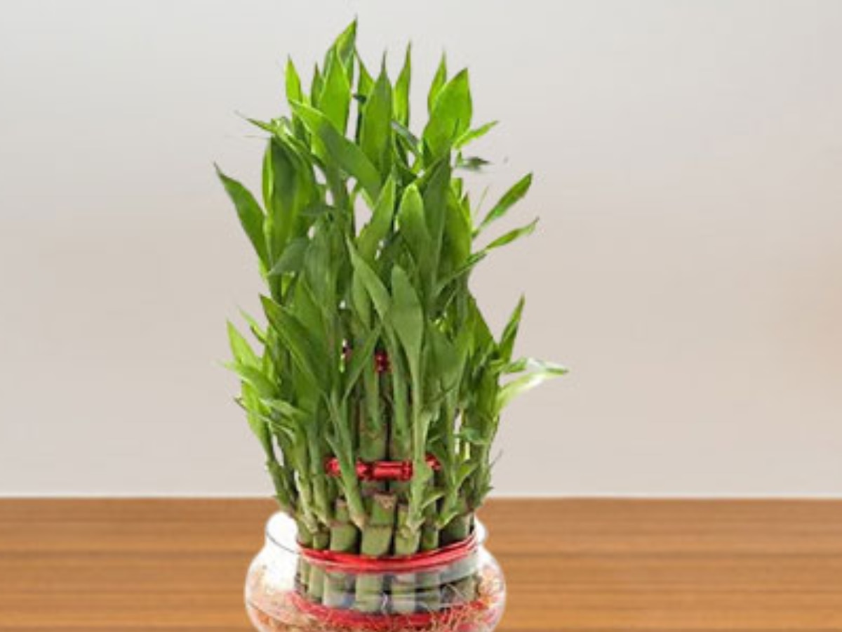 Lucky Plant benefits of Bamboo plant hindi arthik tangi ke upay kis disha me lgaye bans ka