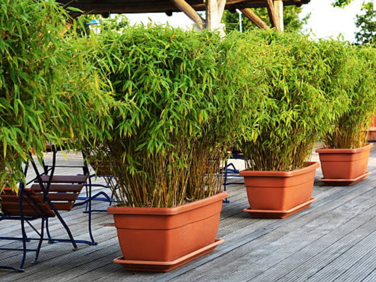 Lucky Plant benefits of Bamboo plant hindi arthik tangi ke upay kis