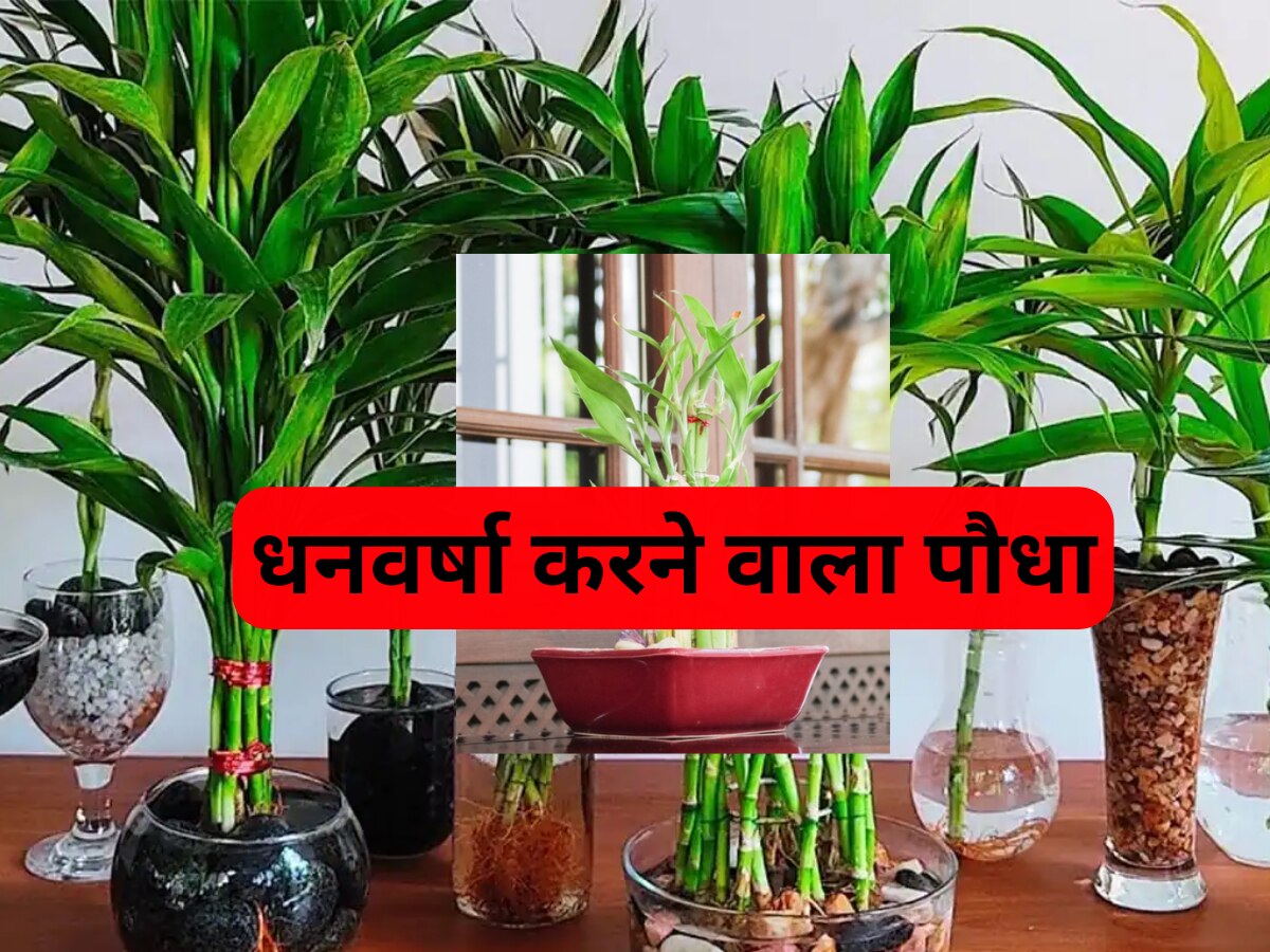 Lucky Plant benefits of Bamboo plant hindi arthik tangi ke upay kis
