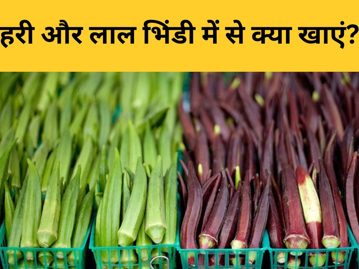 Green vs Red Lady Finger: हरी और लाल भिंडी में से कौन सी सब्जी खाना बेहतर? डायटीशियन से जानिए जवाब