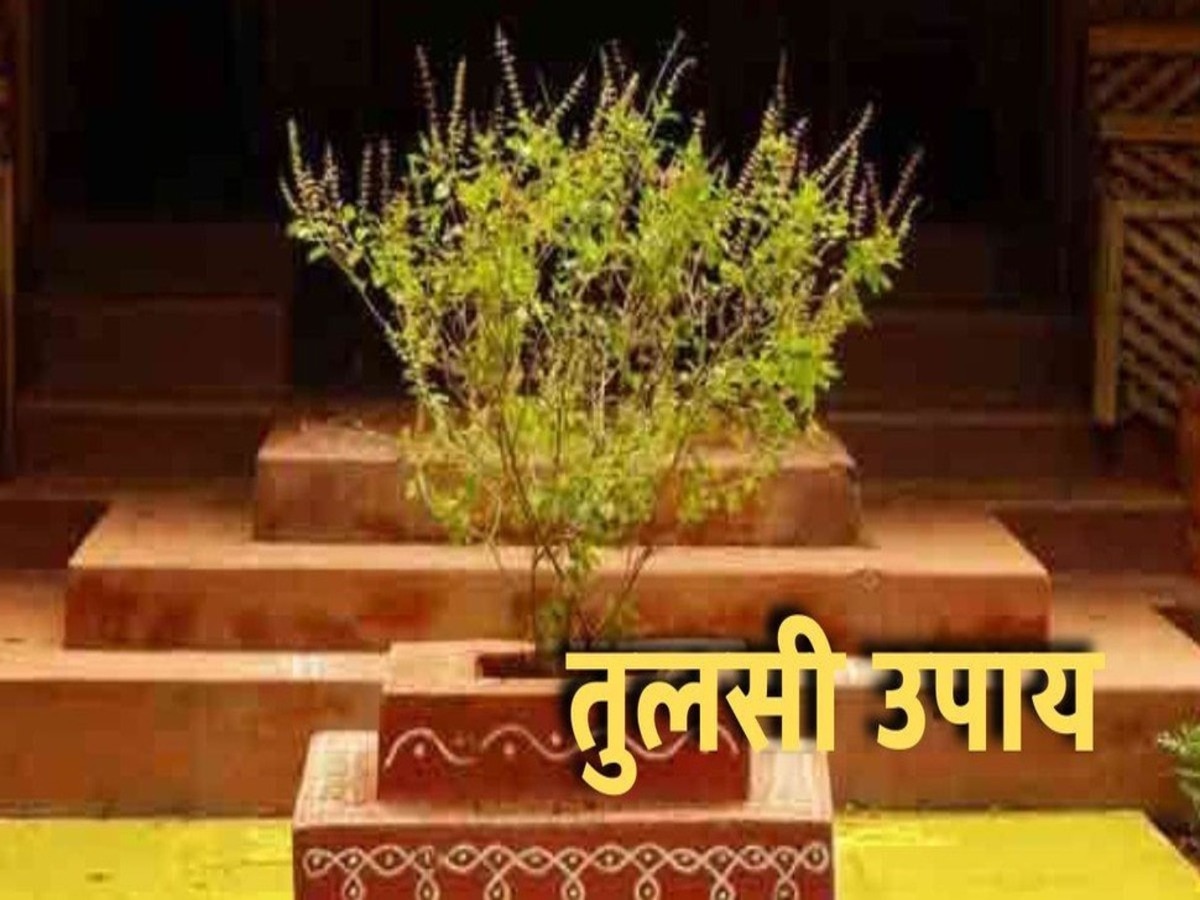 tulsi plant niyam 