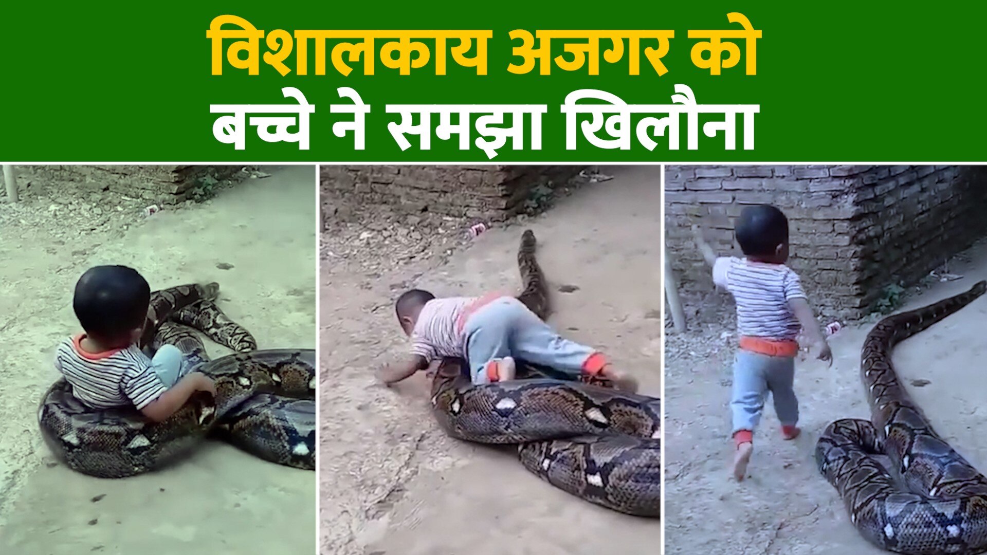 Child playing with dangerous python as a toy video viral on internet ...