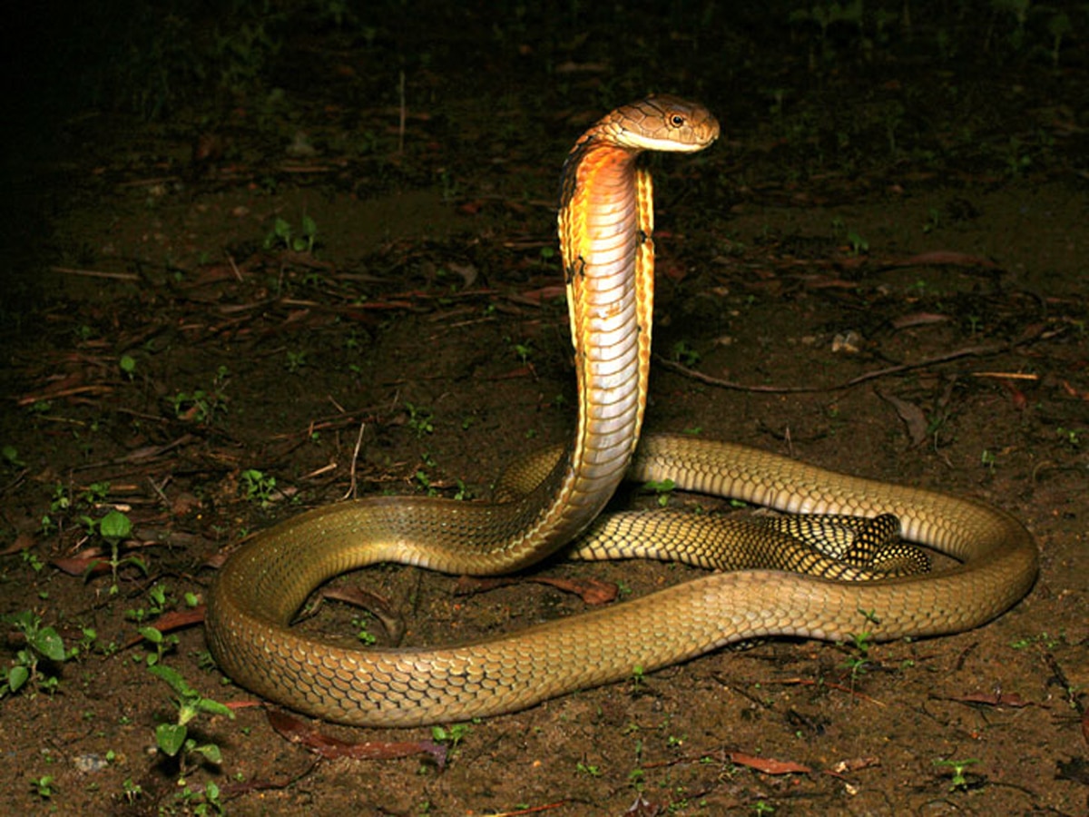 Top 10 Deadliest Snakes In India Cobra Krait Black Mamba List Of Top 10 ...