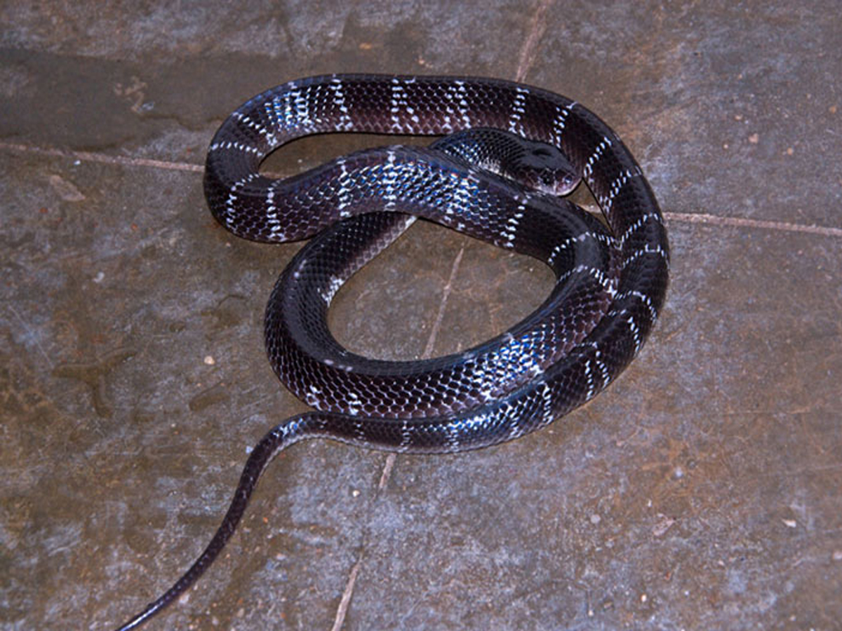 top 10 deadliest snakes in india cobra krait black mamba List of Top 10 ...
