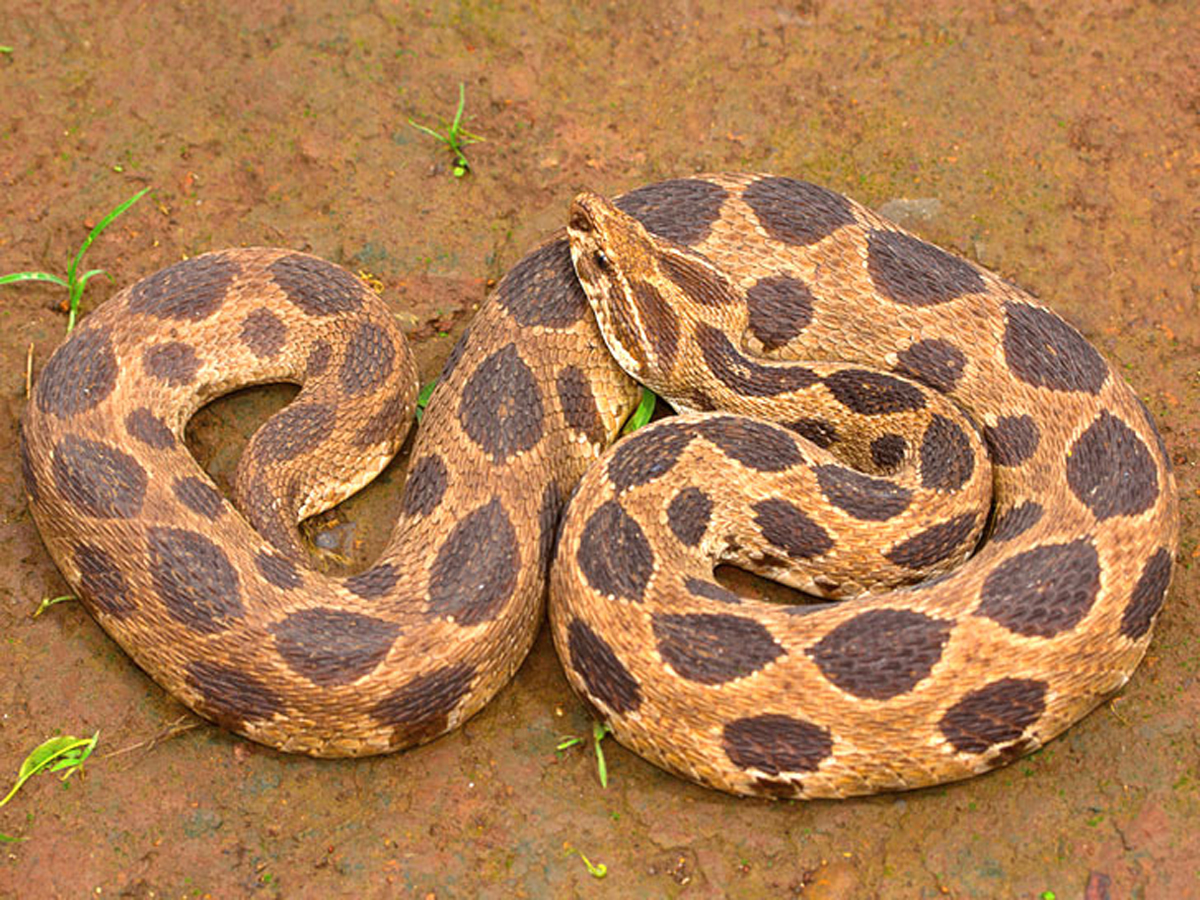 top 10 deadliest snakes in india cobra krait black mamba List of Top 10 top 10 deadliest snakes in india cobra krait black mamba List of Top 10