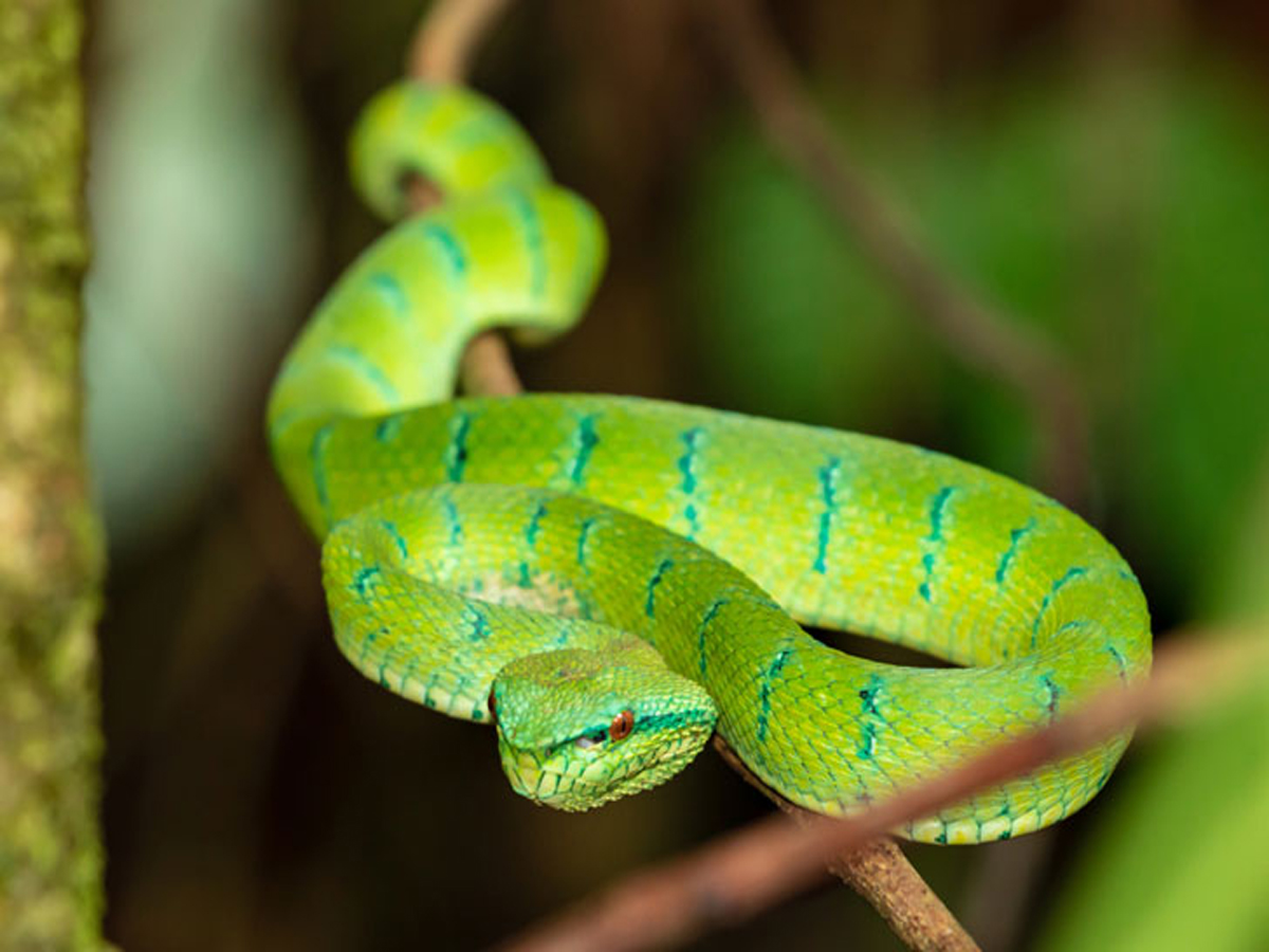 top 10 deadliest snakes in india cobra krait black mamba List of Top 10 top 10 deadliest snakes in india cobra krait black mamba List of Top 10