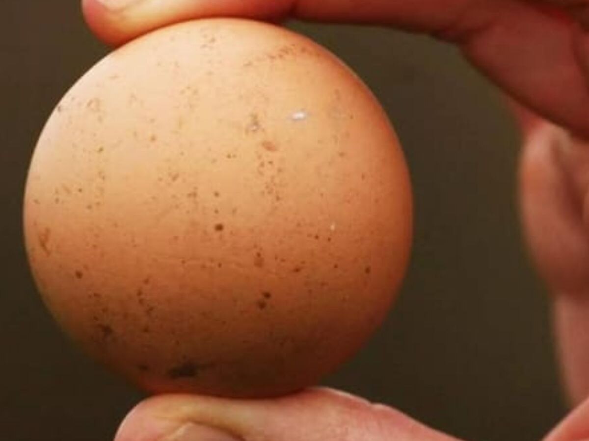 Round Egg: शख्स के हाथ लगा गोलाकार अंडा, कीमत इतनी लगी कि..लोगों के होश उड़ गए