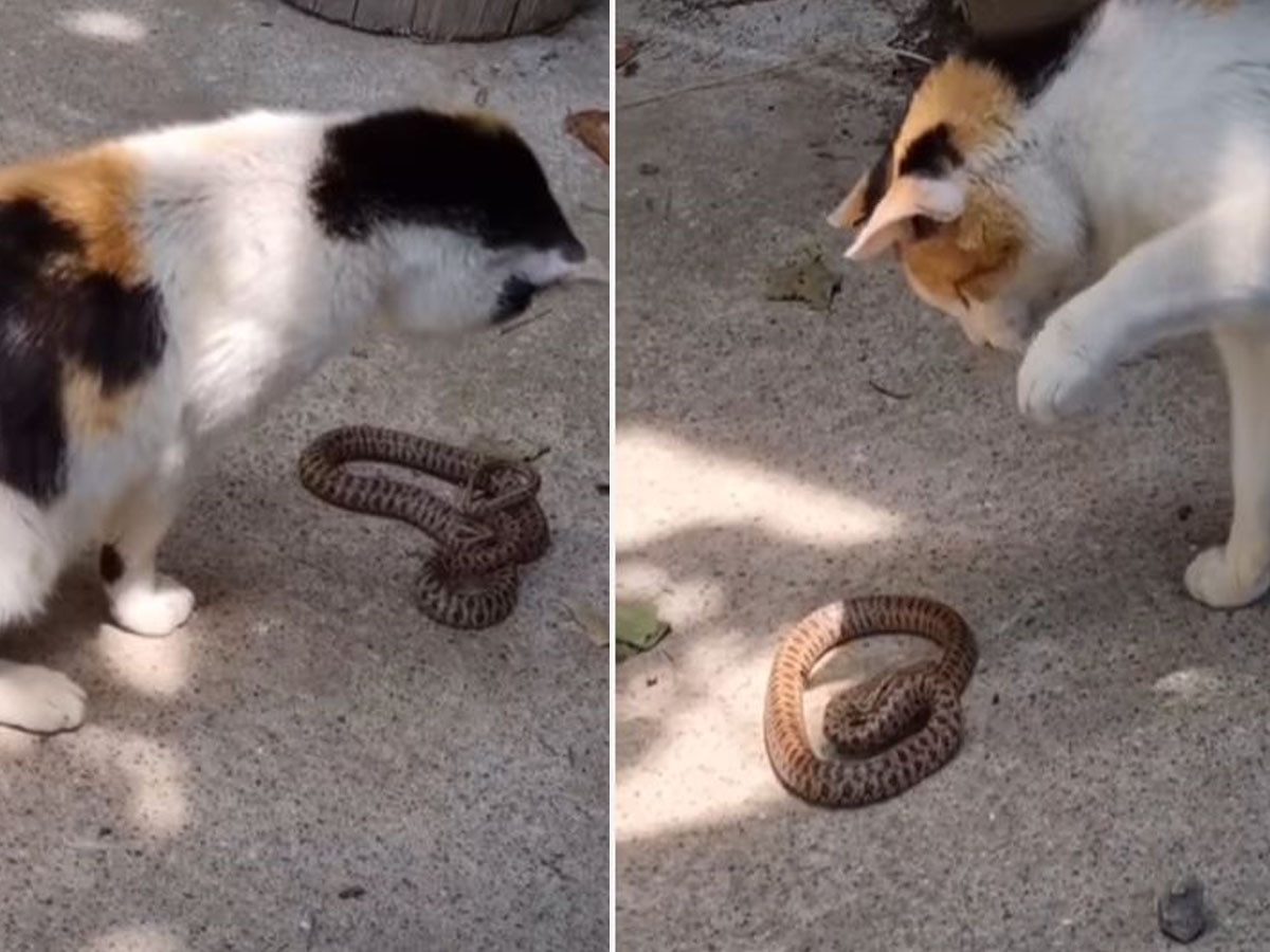 Cat- Cobra Fight Video: घर में घुसने की कोशिश कर रहा था 'कोबरा', तभी पड़ गई पालतू बिल्ली की नजर; उसके बाद कर डाला सांप का ये हाल