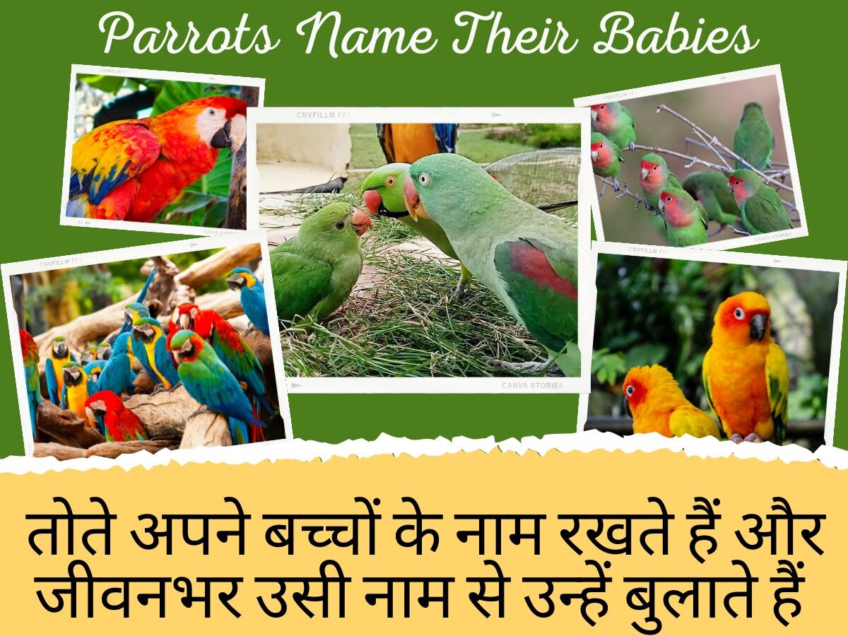 Amazing Facts: क्या आप जानते हैं तोते अपने बच्चों के नाम रखते हैं और जीवनभर उन्हें उसी नाम से बुलाते हैं? 