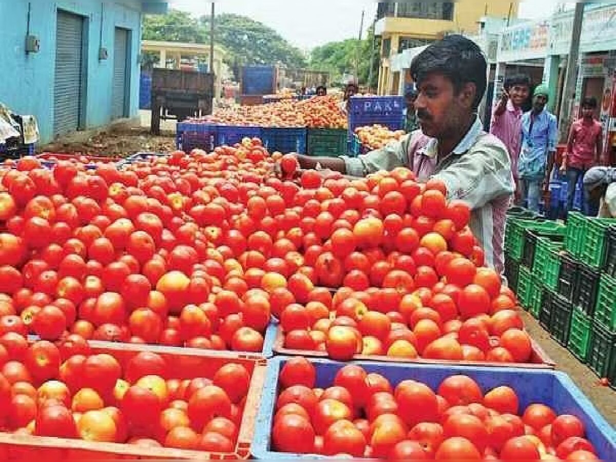 लखीसराय में गर्मी का कहर, गरमा टमाटर ने छीनी किसानों के चेहरे की लाली, किसान बेहाल