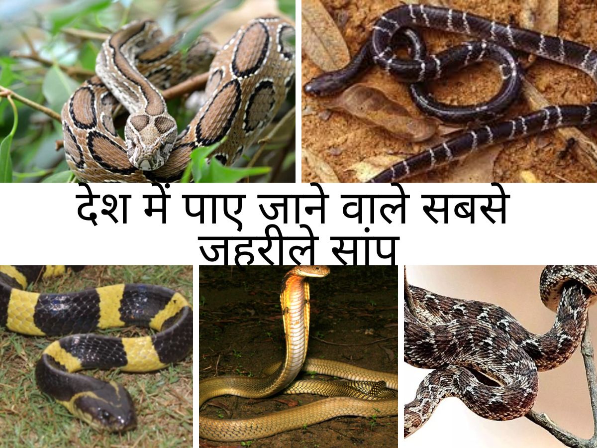 knowledge-snake-venom-most-dangerous-snakes-of-india-whose-one-drop-of