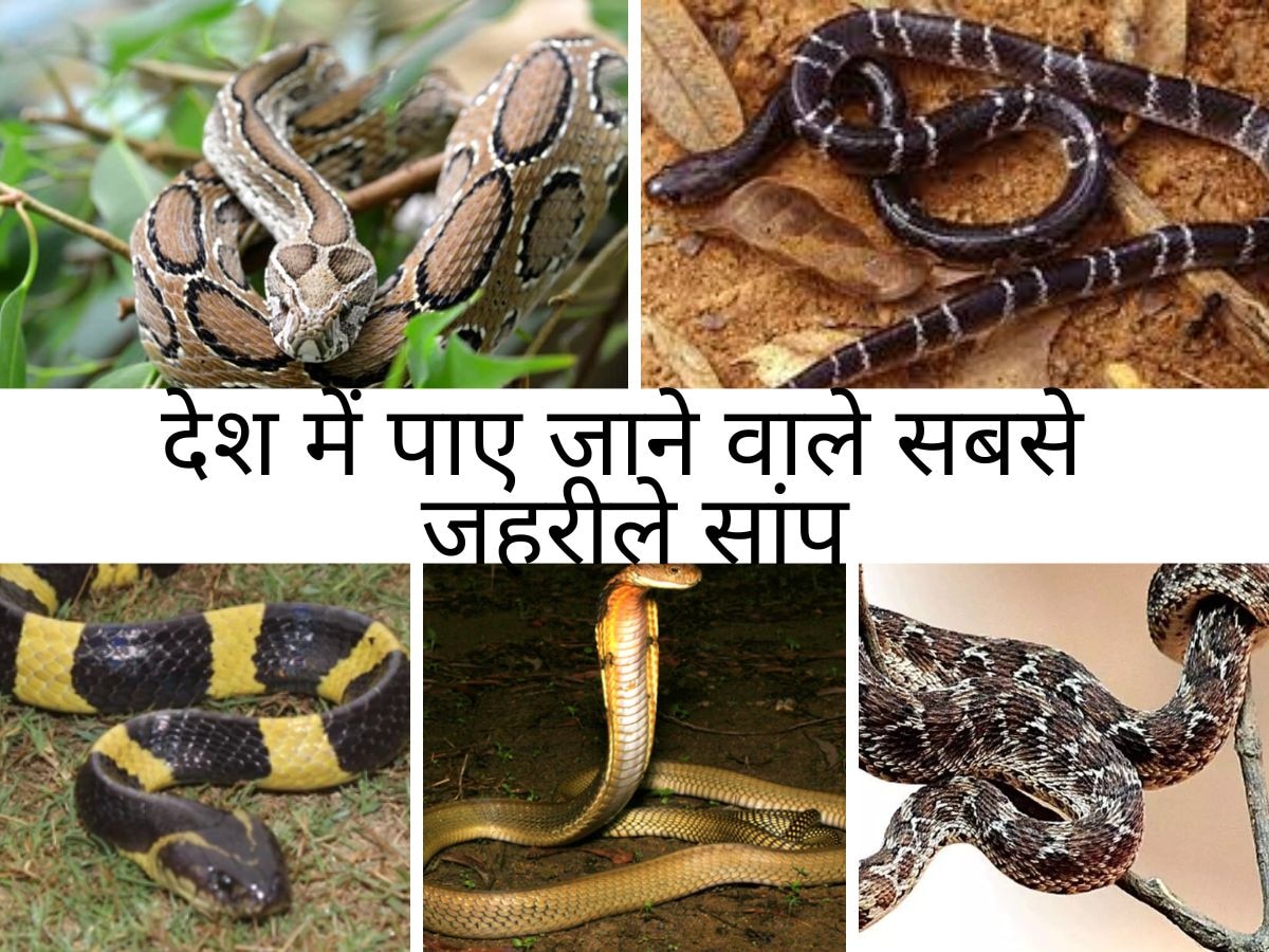 Snake Venom: ये हैं भारत में पाए जाने वाले वो खतरनाक सांप, जिनके जहर की एक बूंद लोगों को सुला देती है मौत की नींद!