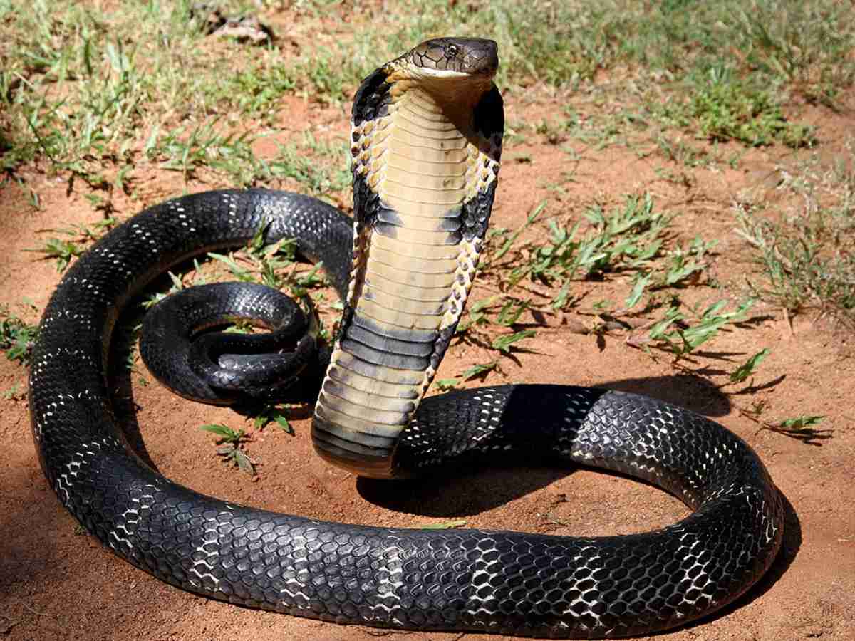 four Most dangerous deadliest snakes of rajasthan King Cobra Russell viper  krait snake saw scaled | राजस्थान के इन खतरनाक सांपों का काटा पानी भी नहीं  मांगता | Hindi News,
