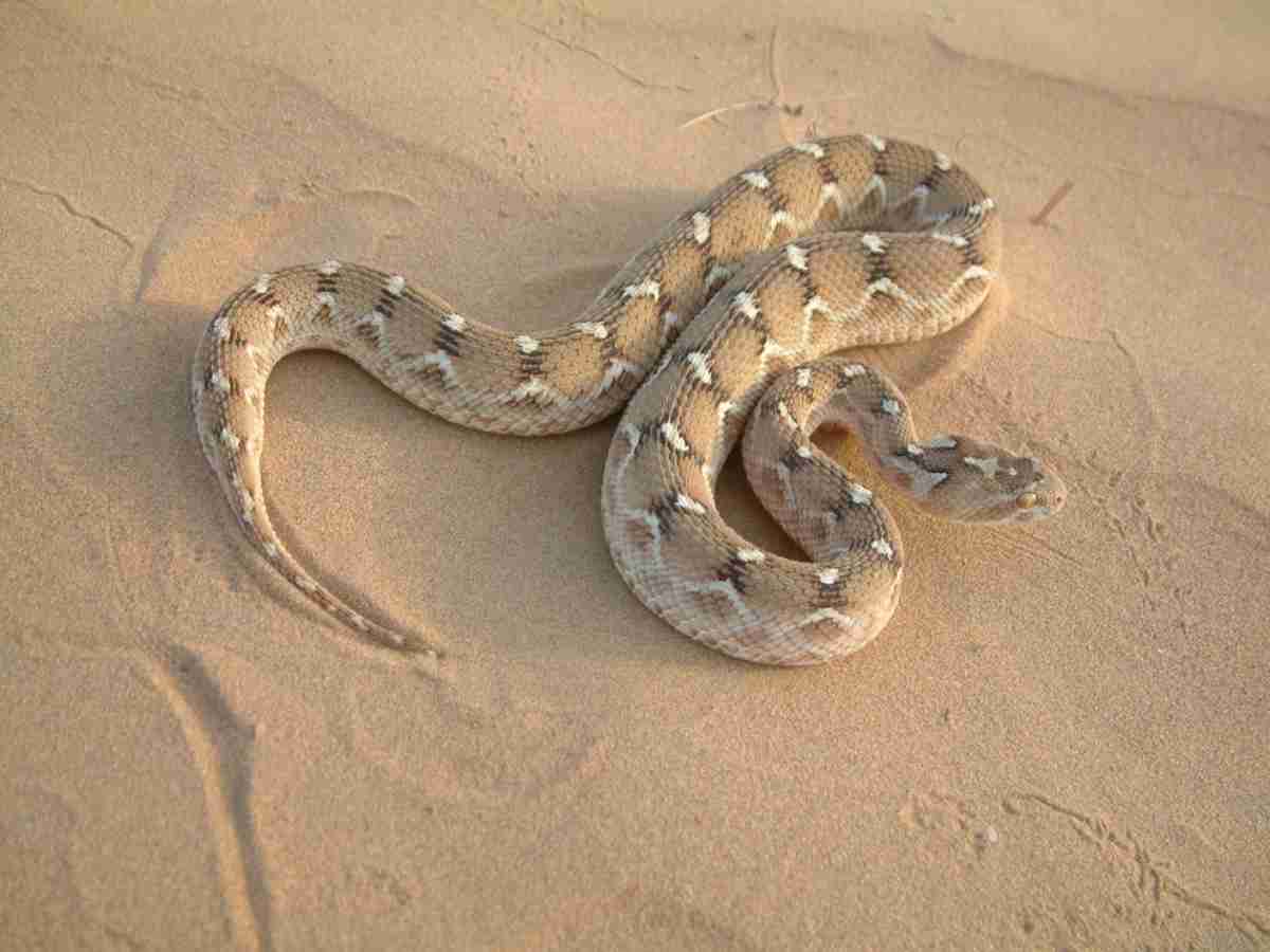 4 Snakes four Most dangerous deadliest snakes of rajasthan King Cobra Russell ...
