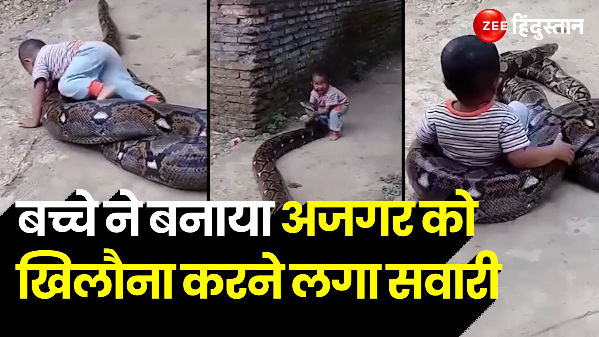 Child Plays With Giant Python Without Fear Video Goes Viral On Social ...